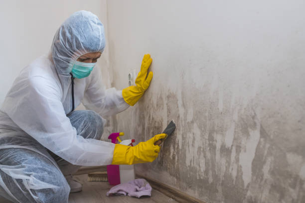 Best Residential Mold Removal  in New Philadelphia, OH