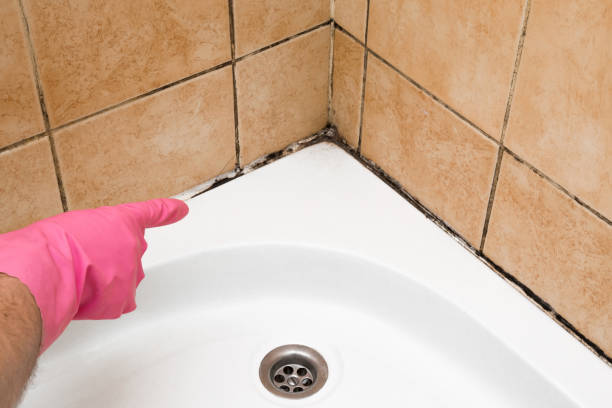 Best Mold Removal Company Near Me  in New Philadelphia, OH