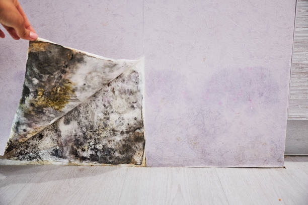 Best Certified Mold Removal  in New Philadelphia, OH